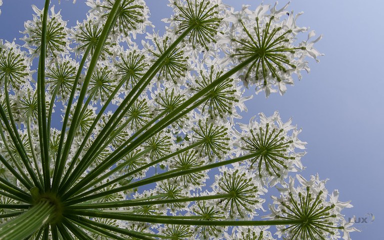 Fractals in Queen Ann's Lace